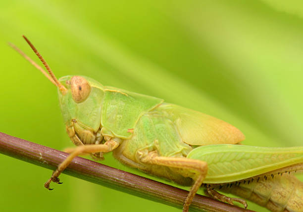 istock Macro shot of a beautiful Locust 511941972