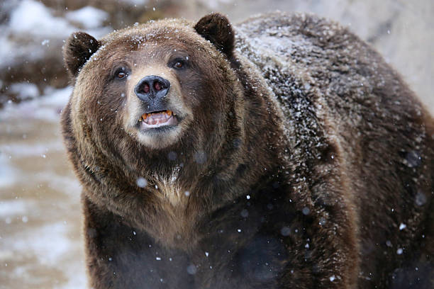 istock Grizzly Bear in Snow 511942040