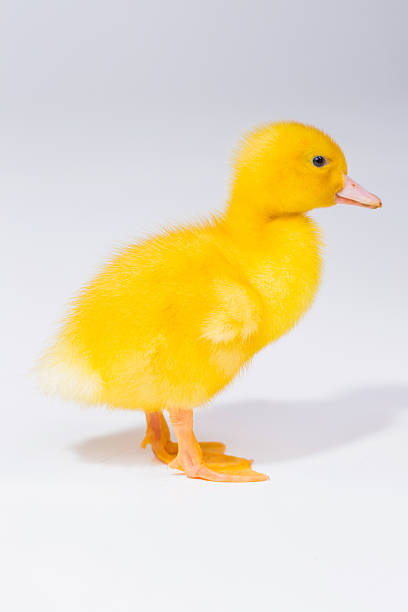 istock little yellow chicken 511942060