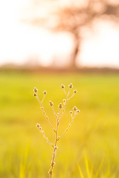 Grass plant with sunlight and big tree background