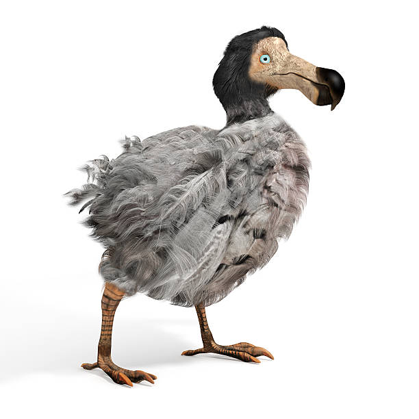 Male Dodo Bird Illustration An illustration of the extinct Dodo Bird on a white background. The dodo (Raphus cucullatus) is an extinct flightless bird that was endemic to the island of Mauritius, east of Madagascar in the Indian Ocean. extinct stock pictures, royalty-free photos & images