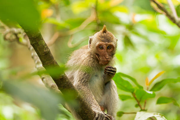 istock Monkey sits on tree. Monkey forest in Ubud, Bali, Indonesia. 511944426