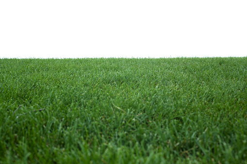 Green grass on white background. Soft focus.