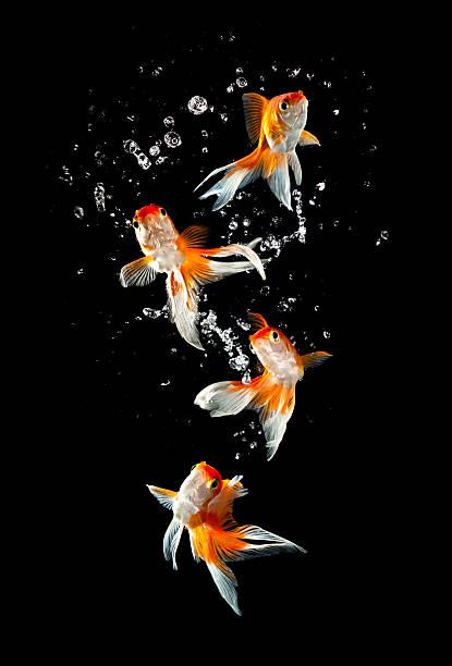 goldfishs 이동하거나 - fish tank 뉴스 사진 이미지