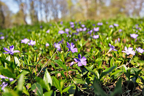 istock Spring flowers. Young green leaves and flowers. 511946012
