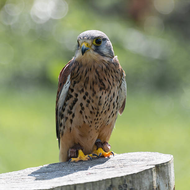 istock Kestrel, bird of prey 511946807
