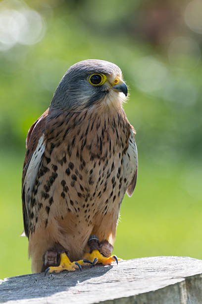 istock Kestrel, bird of prey 511946811