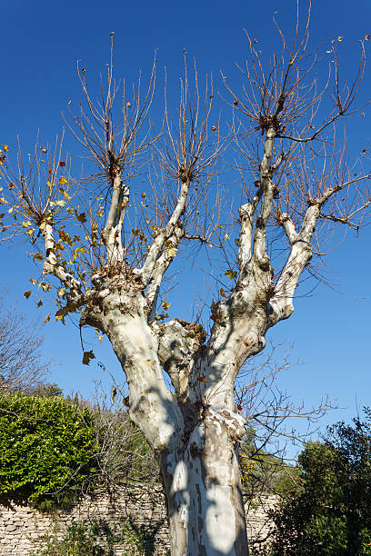 istock Vaucluse: Plane tree in the village Gordes 511946888