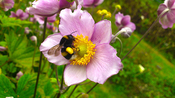 Anemone hupehensis Anemone hupehensis, Herbst-Anemone blossom with bumblebee japanese anemone windflower flower anemone flower stock pictures, royalty-free photos & images