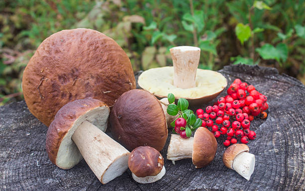 istock forest berries and mushrooms on a stump 511947135