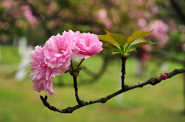 istock Beautiful blooming sakura flowers in garden 511947556