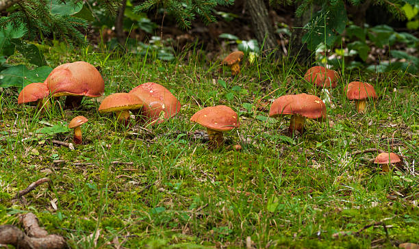 Forest Floor Mushrooms stock photo