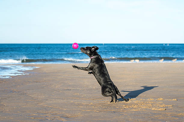 istock Dog jumping in mid air to catch a ball 511949357