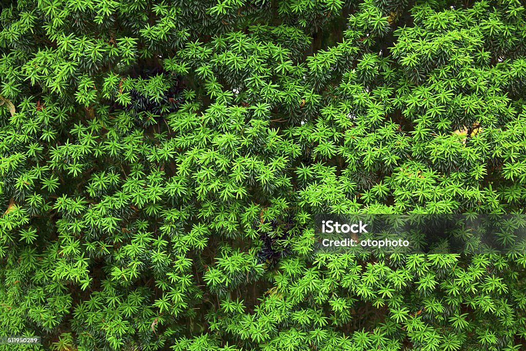 hedge in an English park Backgrounds Stock Photo