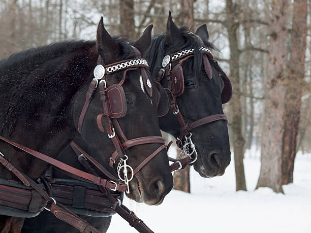 istock potraits of couple  black  trotters 511950649