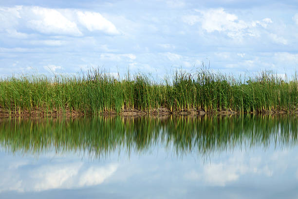 istock Typha latifolia, Common Bulrush, Broadleaf Cattail, blackamoor, 511951403