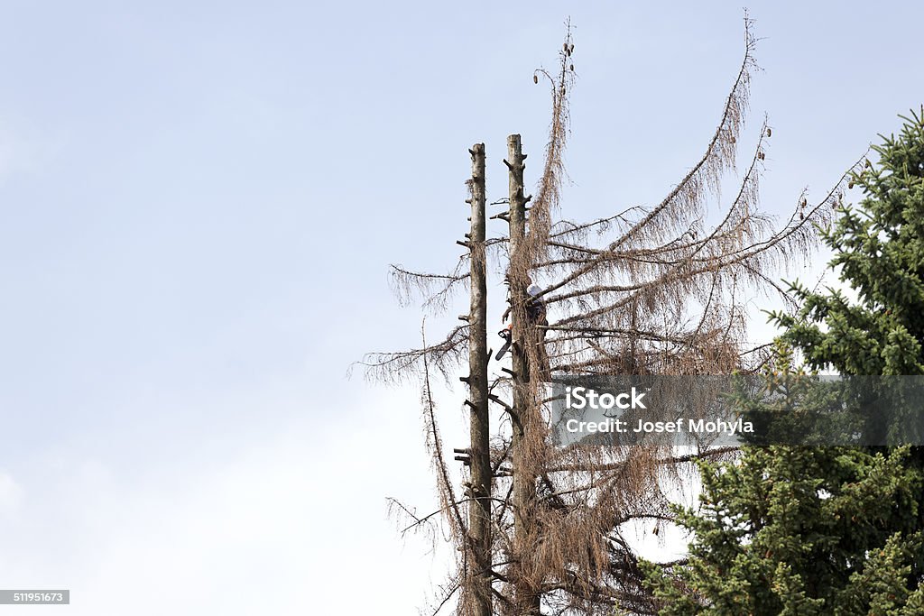 Felling a tree Felling a tall spruce infested by bark beetles. Working at height. Activity Stock Photo