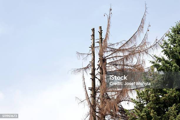 Felling A Tree Stock Photo - Download Image Now - Activity, Adult, Adults Only