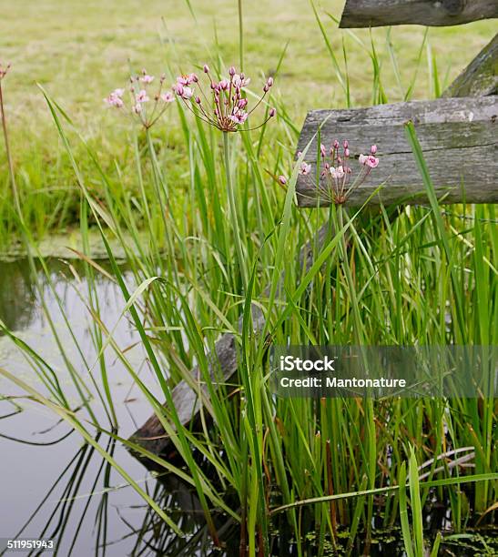 Flowering Rush Stock Photo - Download Image Now - Beauty In Nature, Brown, Ditch