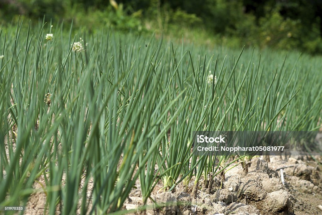 onions tree in the vegetable garden. Flowerbed Stock Photo