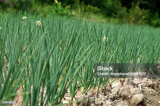 Onions Tree In The Vegetable Garden Stock Photo - Download Image Now - Flowerbed, Horizontal, No People