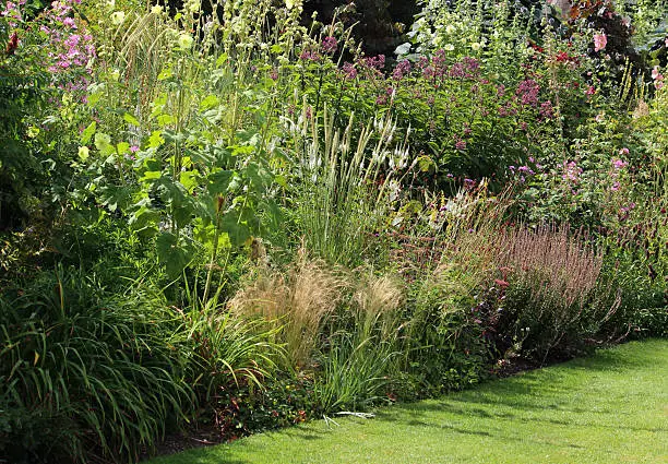 Image of a beautiful flower border pictured in full bloom on a sunny summer's afternoon.  Particularly striking are the cream hollyhocks, ornamental grasses, pink hardy geraniums and veronica flowers, while larger shrubs, bushes and small trees provide a natural background to the garden.