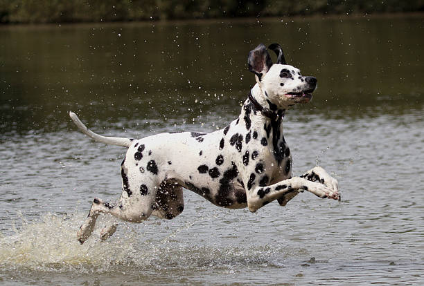 Dalmatian Dog running ,splashing in the water.