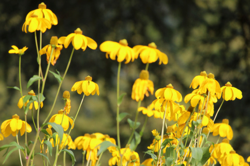 Photo showing the bright yellow flowers on a clump of Pinnate prairie coneflower (Latin name: Ratibida pinnata), pictured flowering and growing in the sunshine in a herbaceous garden border, in the middle of a particularly hot, English summer.