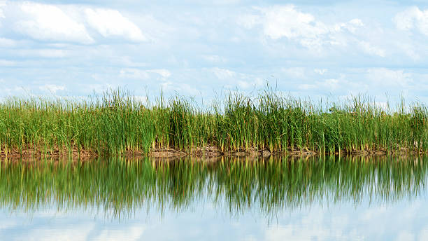 istock Typha latifolia, Common Bulrush, Broadleaf Cattail, blackamoor, 511971441