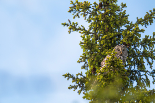 Ural owl, Strix uralensis, sitting in a spruce