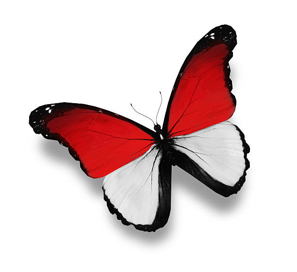 istock Monegasque flag butterfly, isolated on white 511971957