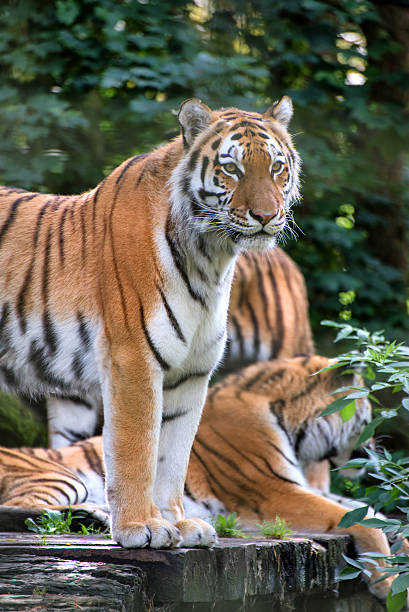 istock Bengal tiger panthera tigris tigris in captivity 511972233