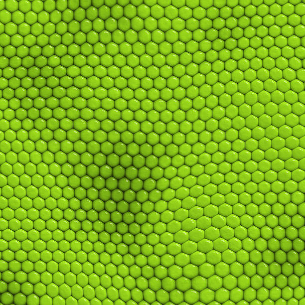 iguana skin - leather green hide textured effect zdjęcia i obrazy z banku zdjęć