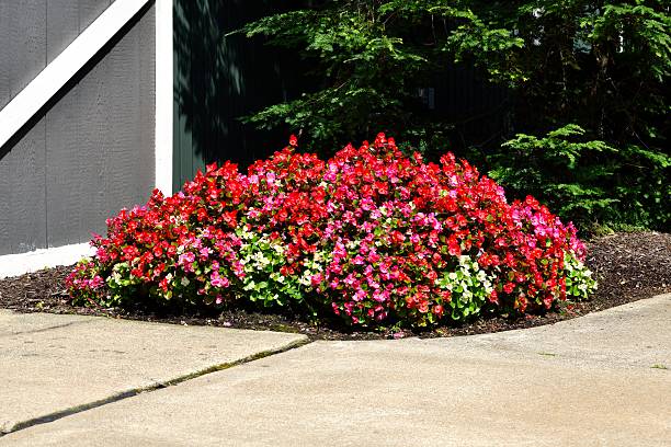 istock Flowers on the Sidewalk 511973967