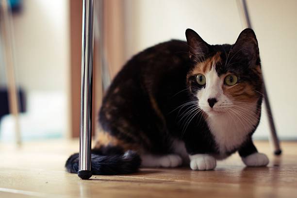 chat-vous dans le fauteuil. - domestic cat playful cute close up photos et images de collection