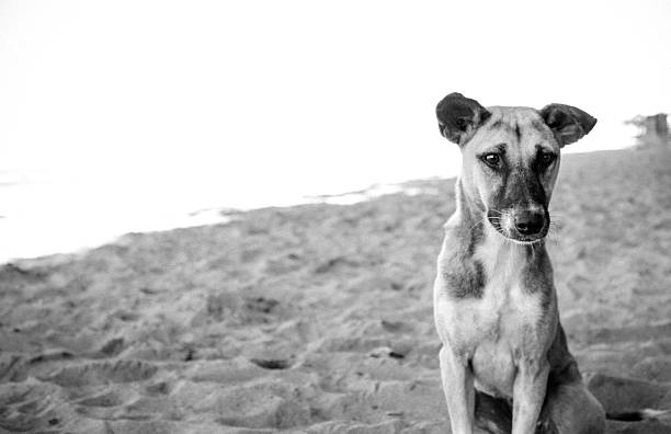 犬悲しいビーチのています。 - dog street loneliness solitude ストックフォトと画像