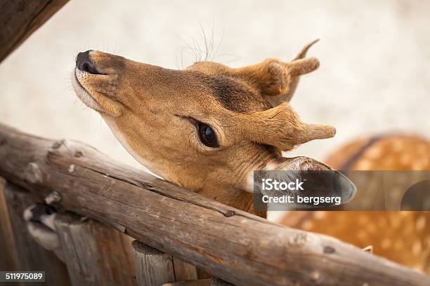 Spotted Fallow Deer Stock Photo - Download Image Now - Affectionate, Agricultural Field, Animal