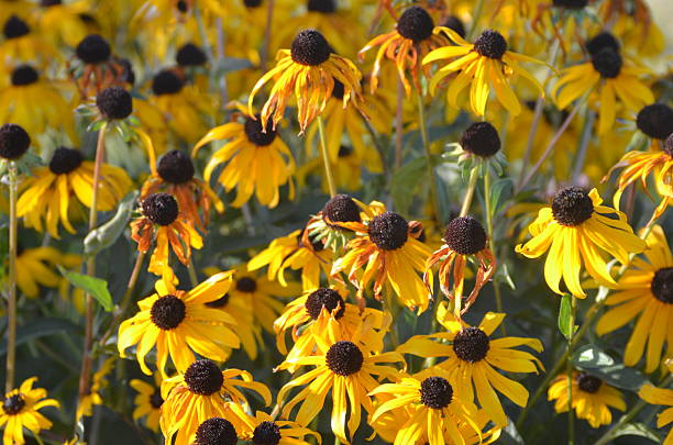 istock group of yellow brown eyed susans. 511975193