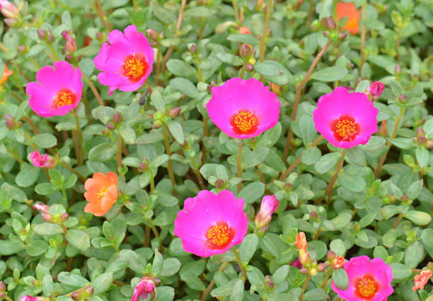 istock Portulaca flowers 511975280