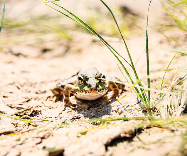 Frog in nature stock photo