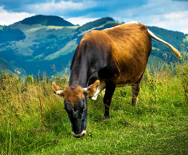 istock Amazing mountain landscape 511975585