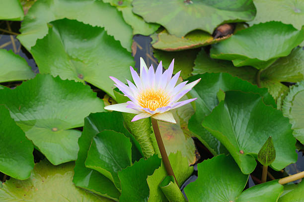 istock White water lilly in a lake 511975961