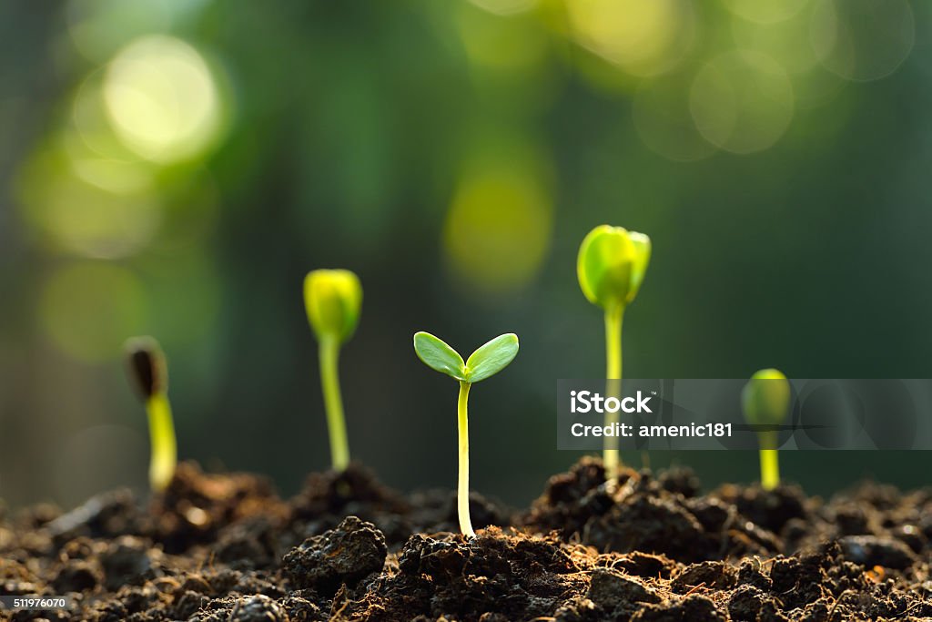 Green sprouts Group of green sprouts growing out from soil Growth Stock Photo