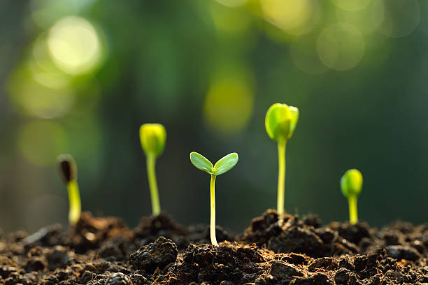 Green sprouts Group of green sprouts growing out from soil growth stock pictures, royalty-free photos & images