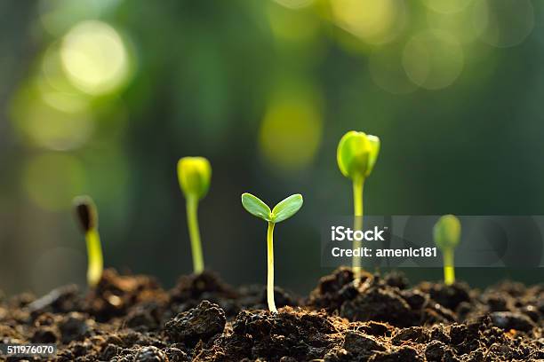 Green Sprouts Stock Photo - Download Image Now - Growth, Plant, Seedling