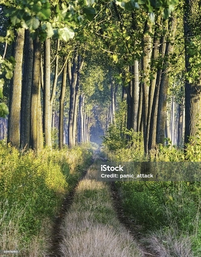 Stright Path Straight Path Through Forest Stock Photo - Download Image Now - Autumn ...