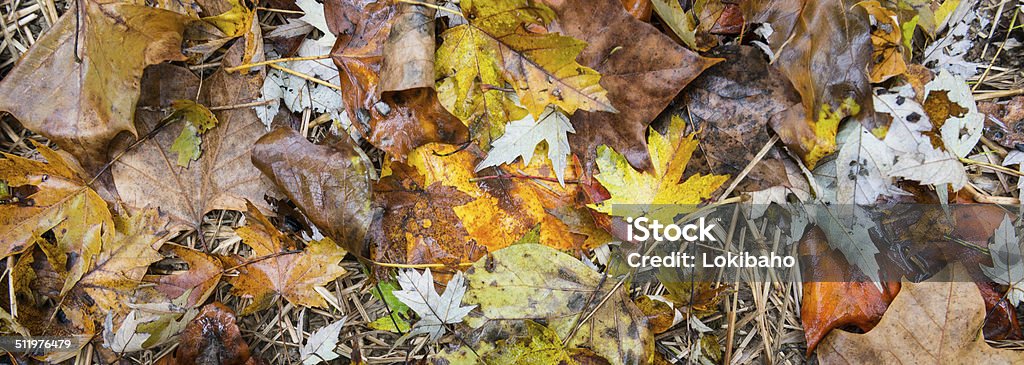 Blick auf den Herbst Blätter auf dem Boden - Lizenzfrei Ahornblatt Stock-Foto