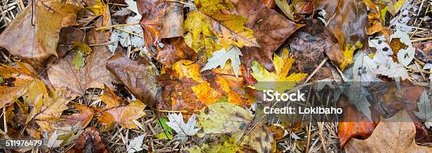 Blick Auf Den Herbst Blätter Auf Dem Boden Stockfoto und mehr Bilder von Ahornblatt - Ahornblatt, Blatt - Pflanzenbestandteile, Braun