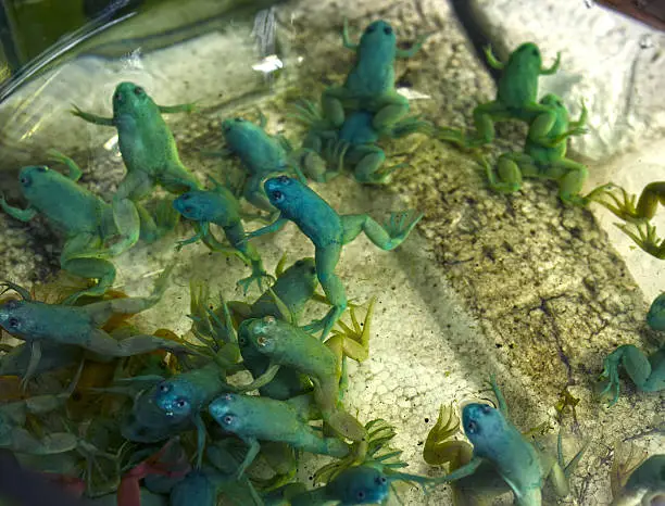 Photo of Little color frogs