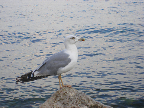 Profile of a standing seagull with sea and shore background.